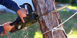 Best Tree Cabling and Bracing  in Mckee City, NJ
