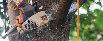 Best Grass Overseeding  in Mckee City, NJ