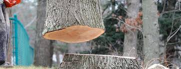 How Our Tree Care Process Works  in  Mckee City, NJ