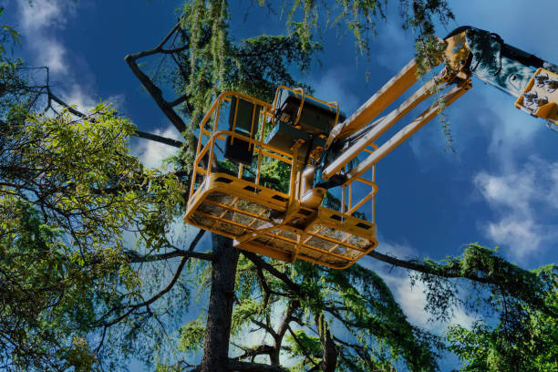 Best Tree Removal  in Mckee City, NJ