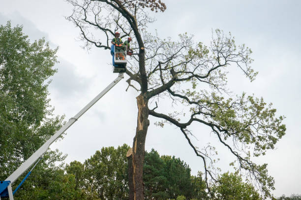 Best Tree Maintenance Programs  in Mckee City, NJ