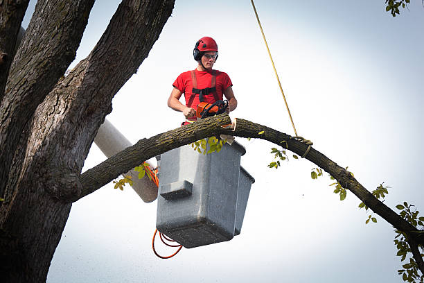 Best Root Management and Removal  in Mckee City, NJ