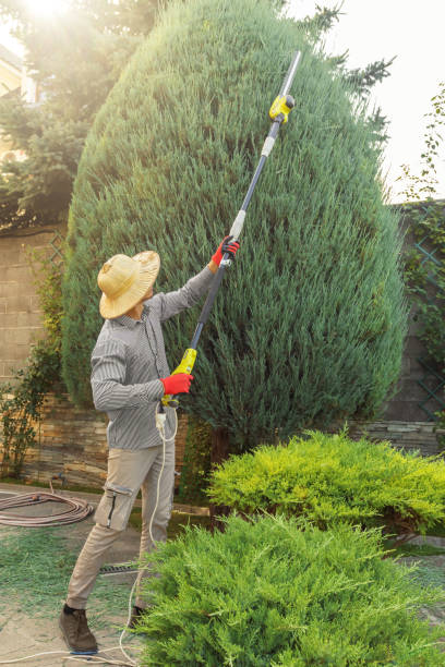 Best Stump Grinding and Removal  in Mckee City, NJ