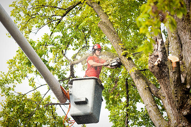 Best Storm Damage Tree Cleanup  in Mckee City, NJ